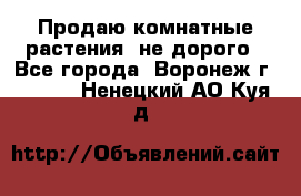 Продаю комнатные растения  не дорого - Все города, Воронеж г.  »    . Ненецкий АО,Куя д.